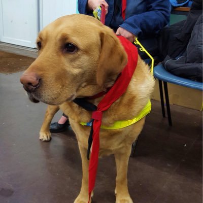 i have a guide dog Kiki now retired, Nellie my new Guide dog and Rosie, i volunteer and campaign for my local charities ,
