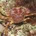 Seasearch Scotland (@seasearchscot) Twitter profile photo Seasearch Scotland (@seasearchscot) Twitter profile photo