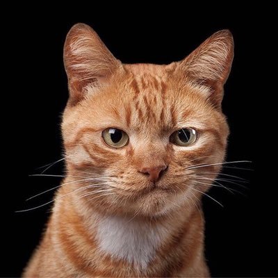 VolkovTver's profile picture. analitika militare
🏴‍☠️🏳️‍🌈🇵🇱