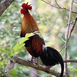 aba_ribeiro's profile picture. 