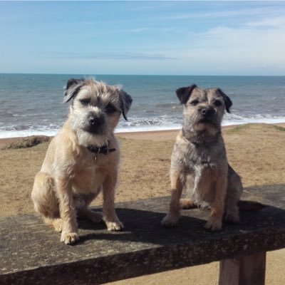 MarkRobCW's profile picture. Happily married since 2006, have 2 border terriers Ralph & Willow.