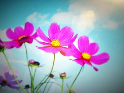 秋花さんのプロフィール画像