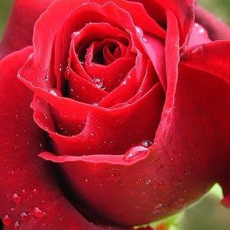 logarithmous5's profile picture. 