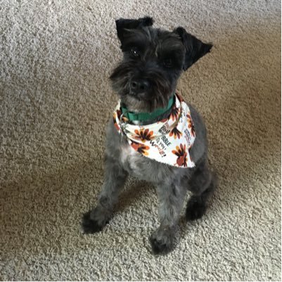 Official Toby the Schnauzer Twitter.