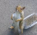 ConansSquirrel's profile picture. The voice of the squirrels. You're welcome, squirrels.