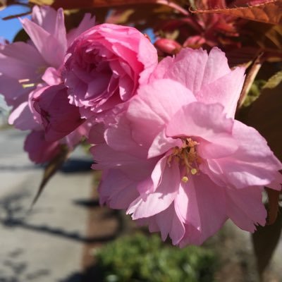 mintangteresa's profile picture. 