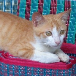 mei_hua0821's profile picture. Fiat Punto Cabrio → MiToのimola→空色のTwingo。ThinkPad X13&Huawei P40 & Oppo X7 Ultra & Galaxy flip 6使い。翻訳業界の片隅に生息。万年筆。珈琲。飛行機苦手だけど旅行好き。アイコンは猫だけど飼っているのは犬。