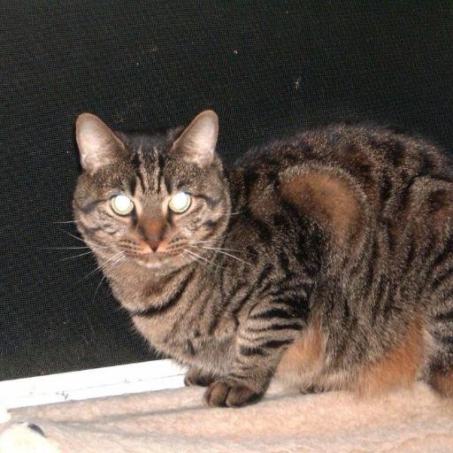 chainhelm's profile picture. love world of warcraft, starcraft