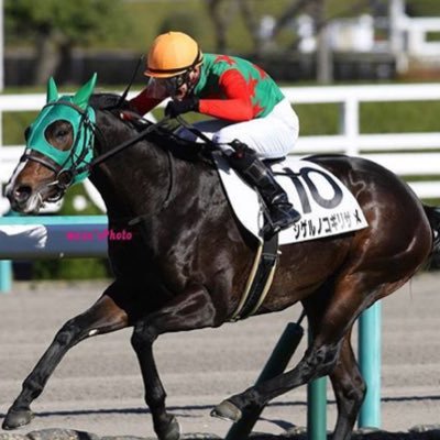 中央競馬は毎週やってます🏇東京競馬場 中山競馬場は近場なので良く現地に行きます。新潟競馬場は夏に遠征で良く行きます！2003年目黒記念のトシザブイが勝ったレースから競馬を始めました。競馬歴は19年🙇‍♂️netkeibaの俺プロ予想やってます👍ふわっちで競馬配信者をやってます。毎週土曜日日曜日です🙇‍♂️