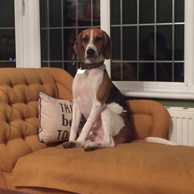 lguest86's profile picture. General Practitioner in NE Lincs and PBL tutor @HYMSMBBS ; love to work, socialise, travel and play tennis.