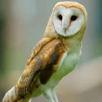 GWCT (@gwct2014) 's Twitter Profile