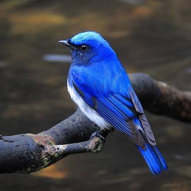 青い鳥 Bvpbrzhrisrpnn1 Twitter