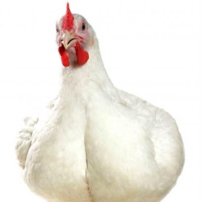 Slotfarms's profile picture. Chicken farmer in the east, grain and oilseed farmer in the west