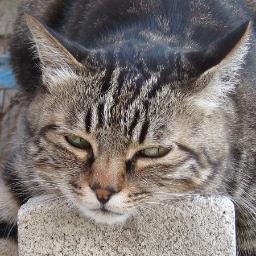 😺猫様の部下として群馬県南東部に妻と暮らしています。😺猫のことや日々の出来事をつぶやきます。😺猫の名はあき。キジトラ（アメショーミックス）2008年9月3日乙女座生まれの女の子。趣味は映画鑑賞、神輿、オートバイ。
👔ヘッダーのネクタイは部下が仕事に使用していたブルックスブラザーズ製
📱フォロワーさんに感謝。