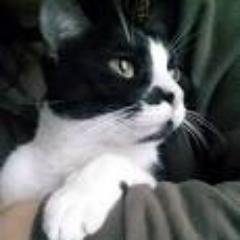 pixivjapan1's profile picture. 