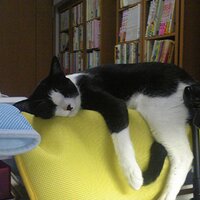 神戸万知 Machi GODO (@machigodo) 's Twitter Profile