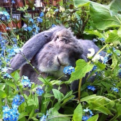 Daisy Rabbit was a giant house rabbit A bunatarian who wanted world peas She enjoyed chewing furniture & chasing cats She touched so many hearts - not only mine