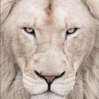 Ertuğrul KUZUCU (@ertugrulkzc) 's Twitter Profile