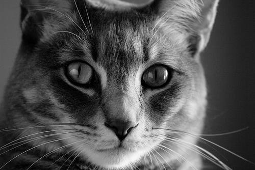 schoonercat's profile picture. Finicky