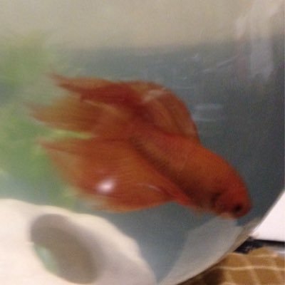 catfishcrites's profile picture. Me love my CATFISHES!!!!