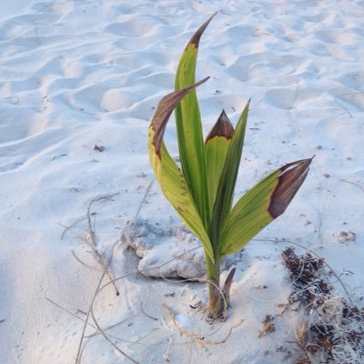 kikninrunat's profile picture. 