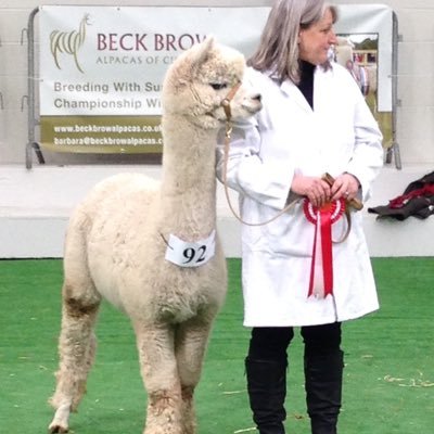 Barbara and Paul own and run Beck Brow Alpacas of Cumbria. A prize winning herd offering elite stud services, alpacas for sale and friendly back-up service.