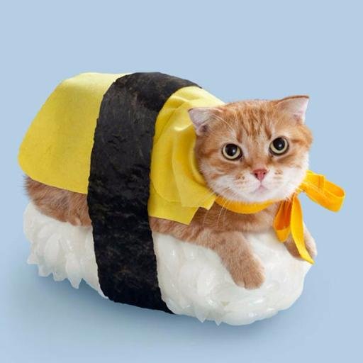 Le_Miaoushi's profile picture. Un chat et un sushi mélangés dans internet