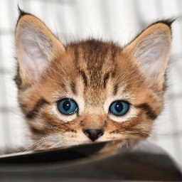 ProjectOnyxCat's profile picture. 