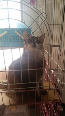 morio_tokaiboyo's profile picture. 東海大望洋 1142☞2344☞3437☞東海大学情報通信学部通信ネットワーク工学科