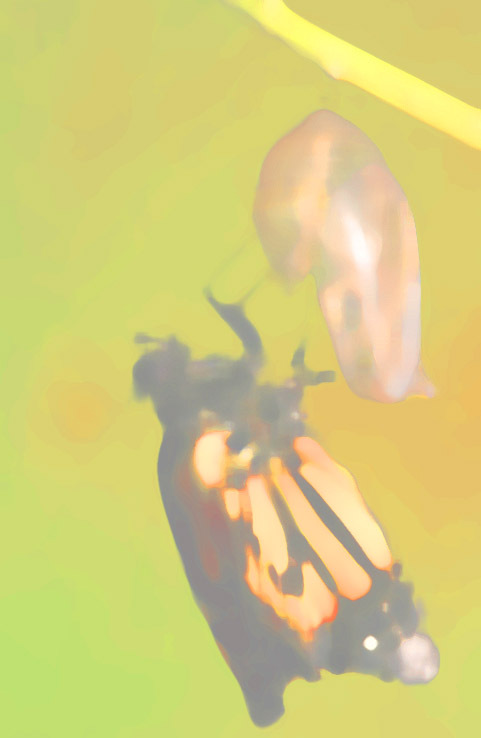 Pravin64's profile picture. visual and media artist.