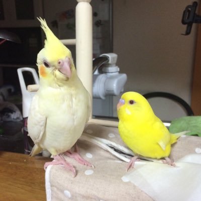 インコをはじめ鳥が大好きな2児の母です♪セキセイ(ルチノー)のピノ♂・羽衣セキセイのももちゃん♂・オカメインコのパルム♂は🌈😢 最近はall at onceがお気に入り♡ 🎶CHAGE&ASKA/米米CLUB/槇原敬之など。🎮ドラクエ、UNDERTALE、Deltarune、MOTHERシリーズも好き