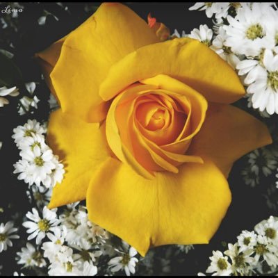 Free Follow - Number 2