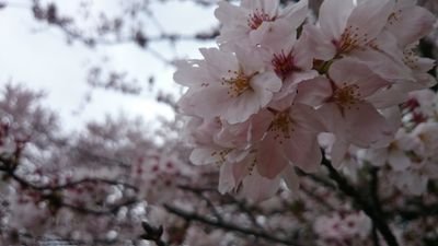 maiさんのプロフィール画像