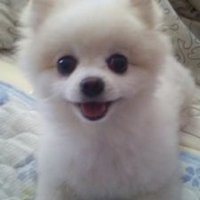 ぽっぽちゃん (@takechonro) 's Twitter Profile