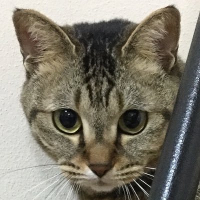 ヤマネコさんのプロフィール画像