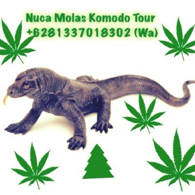 EdoJery1's profile picture. Bali & Komodo Tour Organizer. Email: edo.jery@gmail.com or tour_organise@yahoo.com, line/whattapps: +6281337018302.