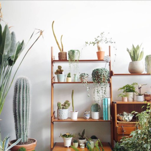 ConservatoryArc's profile picture. Conservatory Archives - where old goods and plantae beautifully diversely combined