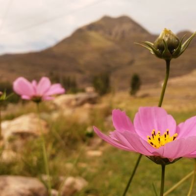 EugeUtges's profile picture. Bióloga investigando en Salud Pública. Huerta, plantas nativas, fotografía, alimentación saludable, crianza, viajes, cultura, artesanías y arte