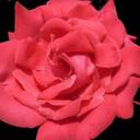 Michael Williamson - @mikewilli_uk - Twitter