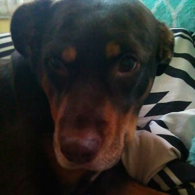 Chloe_wood143's profile picture. I like turtles, I eat turtles, You like people? I eat people
