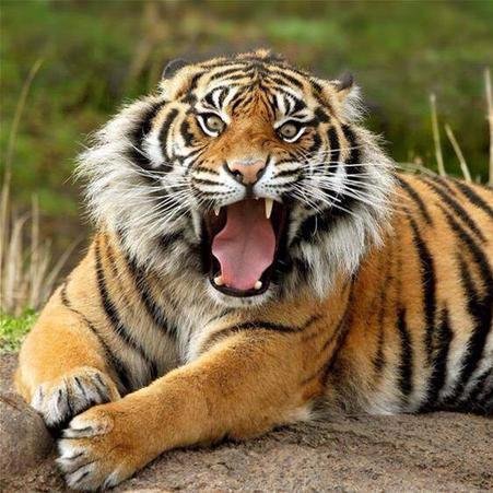DonPearson1952's profile picture. #MAGA #DrainTheSwamp #MuskRulesTwitter #TrumpWon #BuildOurWall #FISAGate Fan of LSU Tigers, Rush Limbaugh, Pres. Donald J Trump, and the US Constitution.