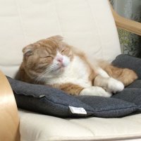 mint (@yuzu_m_t) 's Twitter Profile