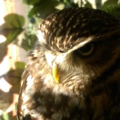 hamanoturugi's profile picture. サラリーメン