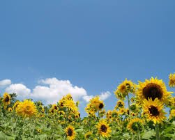 eaf_it's profile picture. 春から東海大学工学部電気電子工学科です。大学垢無言フォローすみません。 気軽にフォローお願いします！！