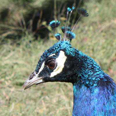 unplannedpeack's profile picture. Maker of hand dyed yarns and fiber, farmer of sheep, servant of parrots