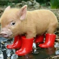 무조건 2 번만 찍는 한심한노예들 (@som99990) 's Twitter Profile