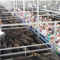 NVLX_Wodonga (@nvlxwodonga) 's Twitter Profile