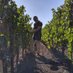 WineTrot (@winetrot) Twitter profile photo WineTrot (@winetrot) Twitter profile photo
