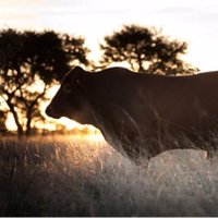 Meatco Namibia (@meatco_namibia) 's Twitter Profile