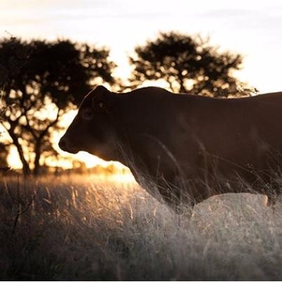 Meatco_Namibia's profile image